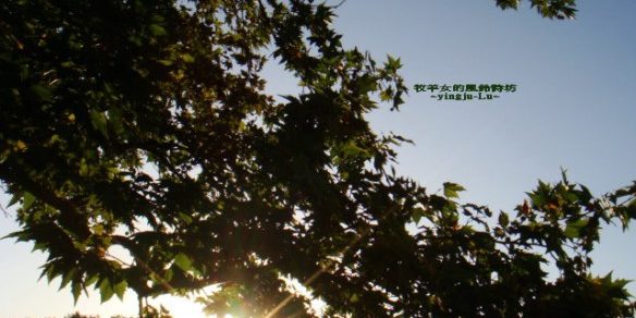 樹梢
